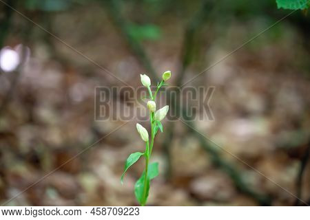 Flower Of A White Helleborine, Cephalanthera Damasonium