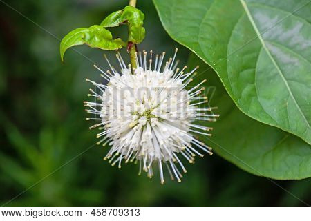 Flower Of A Buttonbush, Cephalanthus Occidentalis