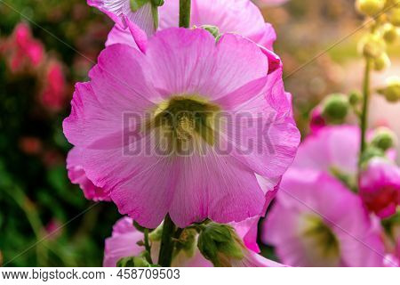 Beautiful Colourful Hollyhocks Alcea Rose Flower. Flowering Plant.