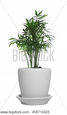 Beautiful Ravenea Rivularis Plant In Pot Isolated On White. House Decor