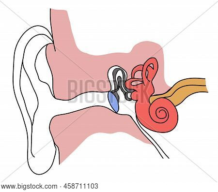 Anatomy Of Human Ear On White Background. Illustration