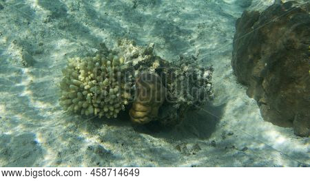 View Of  Coral In Lagoon