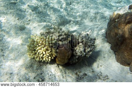View Of  Coral In Lagoon