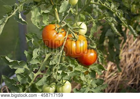 Red Ripe Tomatoes Growing On A Green Plant Branch At A Greenhouse.