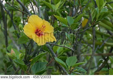 Flowering Hibiscus Plant With One Yellow Flower Open Outdoors