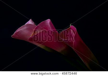 Tre Pink Arum Lily
