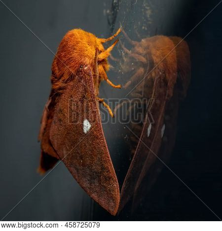 The Adult Moth Form Of The Yellow-striped Oakworm (anisota Peigleri). Raleigh, North Carolina.