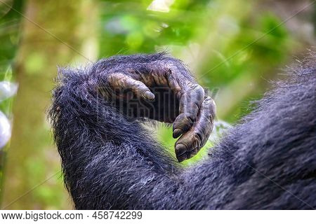 Arm And Hand Detail Of An Adult Common Chimpanzee, Pan Troglodytes, In Kibale Forest, Uganda A Prote