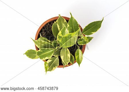 Ficus Benjamina In Pot. Houseplant Weeping Fig, Benjamin Fig, Ficus Tree Isolated On White 

Backgro