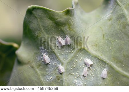 Whitefly Aleyrodes Proletella Agricultural Pest On Cabbage Leaf.