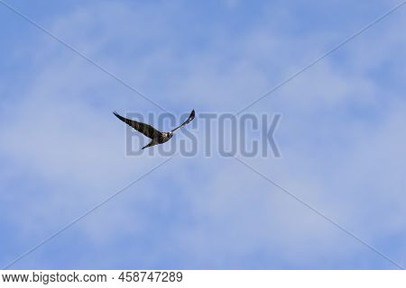 The Peregrine Falcon (falco Peregrinus). Young Female On The Hunt.