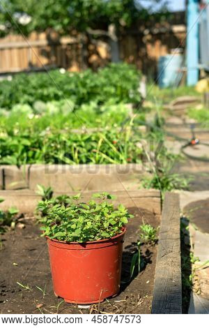 Flower Pot With Green Planting In Gardenbed On Backyard, Home Garden, Lifestyle In Natural Rustic Vi