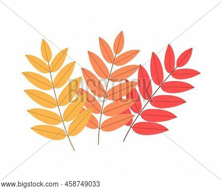 Three Colored Sprigs Of Rowan On A White Background
