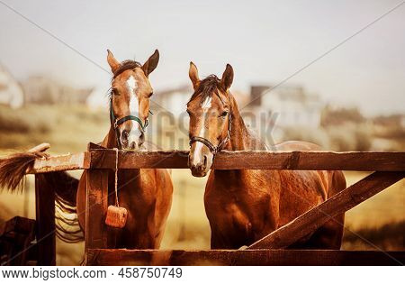 Two Beautiful Bay Horses Are Standing In A Paddock With A Wooden Fence Against The Background Of The