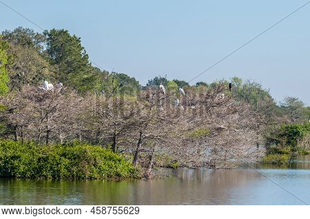Several Storks Building Nests In The Trees Along The Water Surrounded By Other Specie Of Birds At Th
