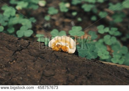 Ganoderma Applanatum Is A Parasite Fungus Growing On A Tree In The Forest.