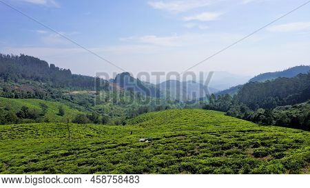 Beautiful Tea Garden Or Tea Estates From Ooty. Lush Greenery Landscape Photograph Of Nilgiri