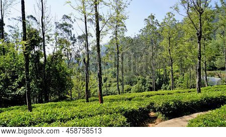 Beautiful Tea Garden Or Tea Estates From Ooty. Lush Greenery Landscape Photograph Of Nilgiri
