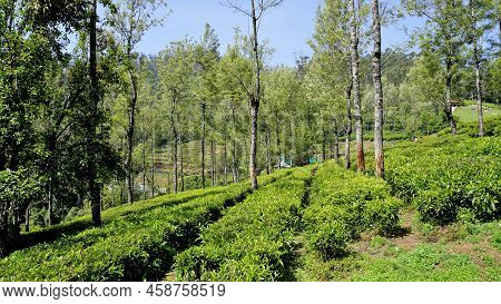 Beautiful Tea Garden Or Tea Estates From Ooty. Lush Greenery Landscape Photograph Of Nilgiri