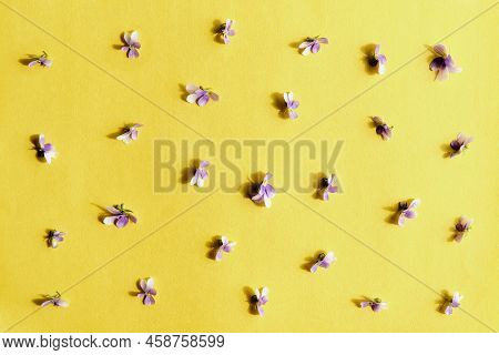 Flat Lay Composition With Flowers Of Small Violens On Yellow Background. Floral Background. Top View