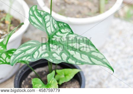 Cercestis Mirabilis, Rhektophyllum Mirabile Or Araceae Plant
