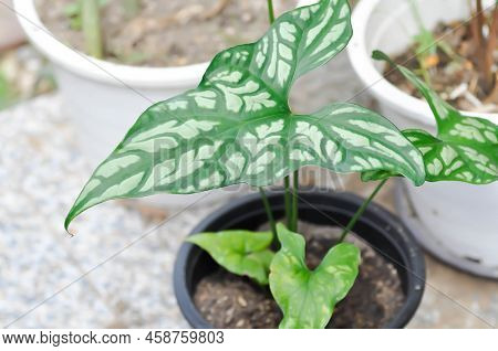 Cercestis Mirabilis, Rhektophyllum Mirabile Or Araceae Plant