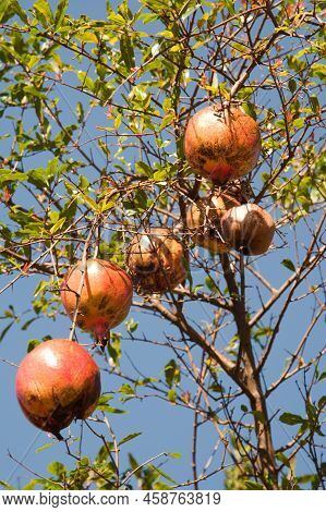 A Bunch Of Pomegranade Fruits Hanging On Its Tree