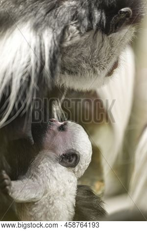 A Baby Abyssinian Colobus Drinks Its Mothers Breast Milk In The Evening Sunlight. Newborn Abyssinian