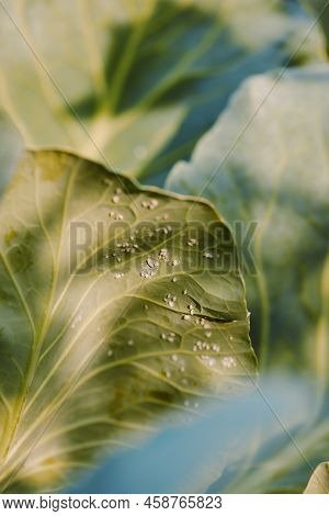 Whitefly Aleyrodes Proletella On The Cabbage Leaf.