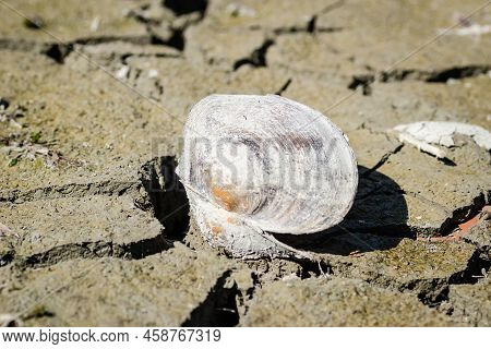 A River Shell, Unio Pictorum On A Cracked Muddy Dry Surface.