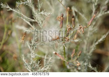 Dry Seedheads Of Thistle Flowers. Seedheads Of Creeping Thistle. Fluffy Seedheads Natural Background