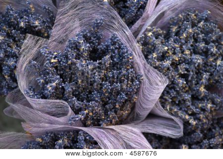 Lavanda avvolto