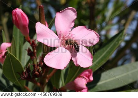 Flower Head Of Oleander Or Nerium (nerium Oleander), Greece, Thasos Island