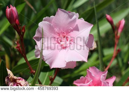 Flower Head Of Oleander Or Nerium (nerium Oleander), Greece, Thasos Island