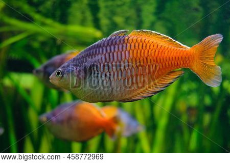 Boesemani Rainbowfish Close-up. Melanotaenia Boesemani Fish Swims In The Water.