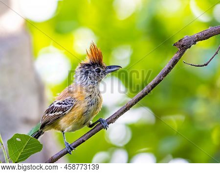 Female Black Crested Antshrike Perched On A Tree