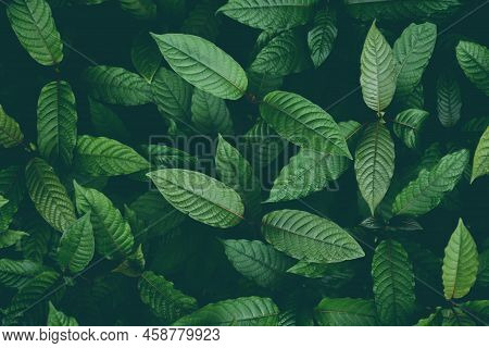 Nature Green Leaf Background, Kratom Tree Grows On Dark Plant Tree Kratom Leaves - Mitragyna Specios