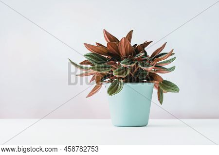 Peperonia Caperata Rosso Bush Plant In A Blue Pot On Table. House Plants For Easy Care Gardening Hom