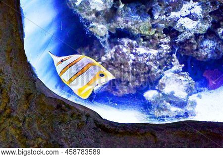 Long-snouted Butterfly Fish Or Chelmon Chelmon Rostratus Is A Marine Fish From The Genus Of Chelmon 