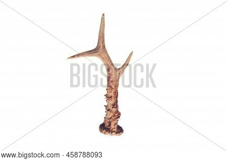 Side View Of Whitetail Deer Antlers Isolated On White