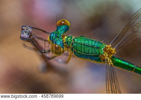 Small Emerald Damselfly - Lestes Virens On Stick