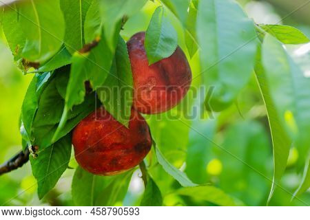 Organically Produced Nectarine Fruits On The Tree.