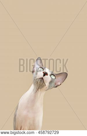 Funny Portrait Sphynx Cat Tilting Head Side. Isolated On Beige Brown Background