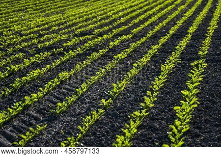 Red Beet Or Sugar Beet Growing In Soil. Fresh Green Leaves Of Beetroot. Row Of Green Young Beet Leav