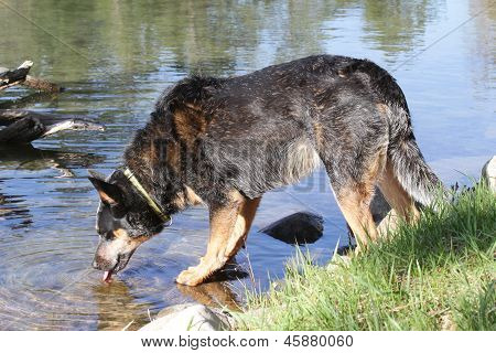 Cachorro heeler azul bebendo de um lago