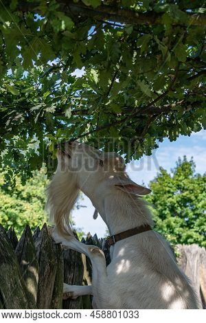 Example Of Agriculture In The Modra Open-air Museum. A Goat Leaning Against A Fence Is Grazing On A 