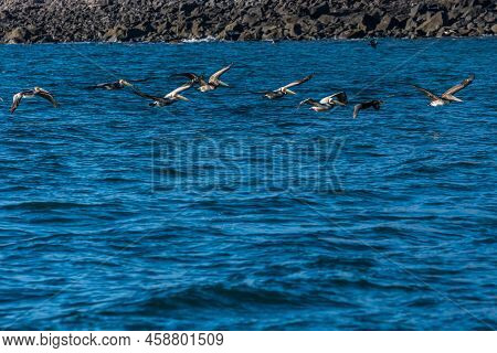 Brown Pelican Flying Along Puerto Penasco, Mexico