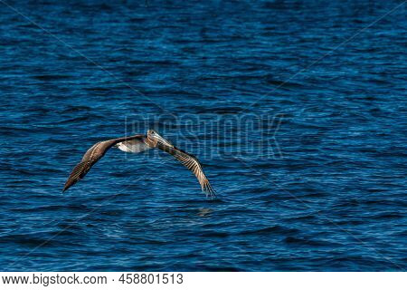 Brown Pelican Flying Along Puerto Penasco, Mexico