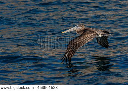 Brown Pelican Flying Along Puerto Penasco, Mexico
