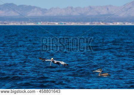 A Large Grey Whale In Puerto Penasco, Mexico